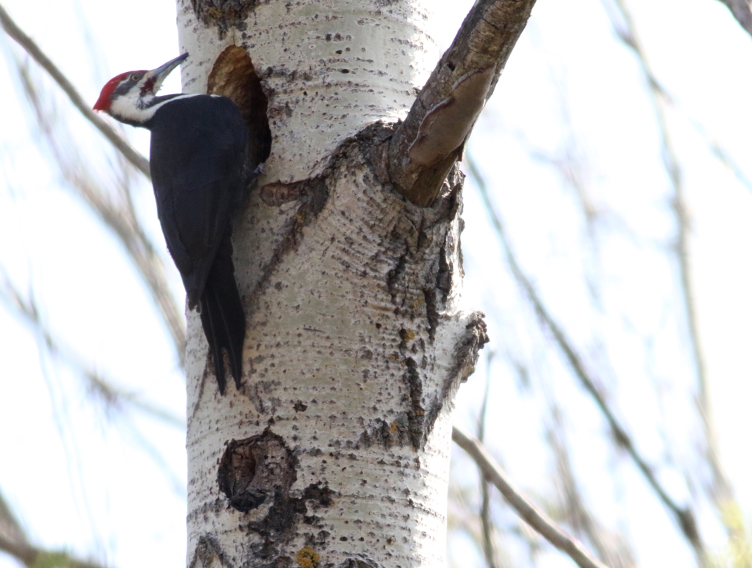 Pileated cropped
