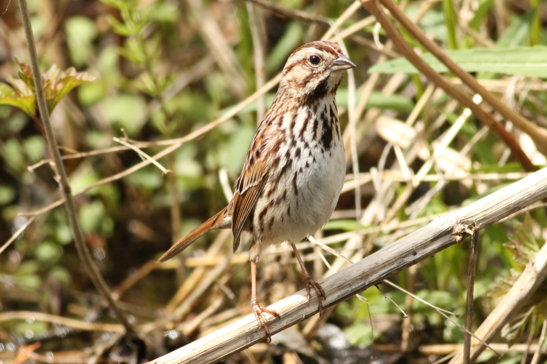 Song Sparrow standing tall
